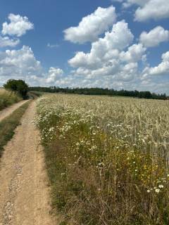 Camino de Santiago